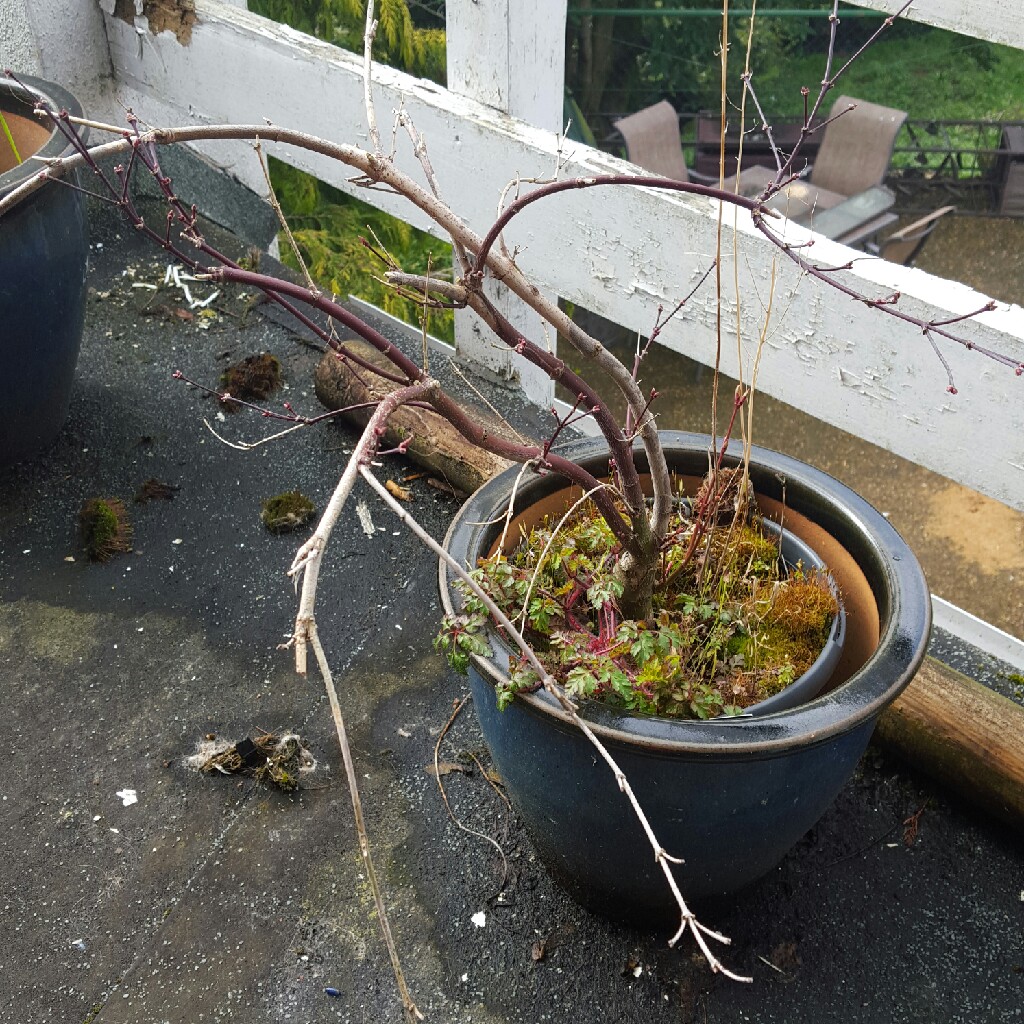 Japanese Maple 'Crippsii'