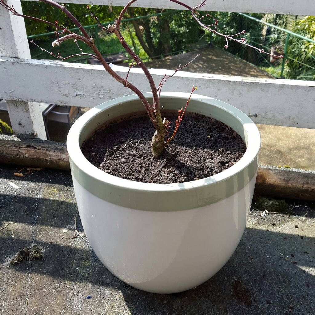 Japanese Maple 'Crippsii'