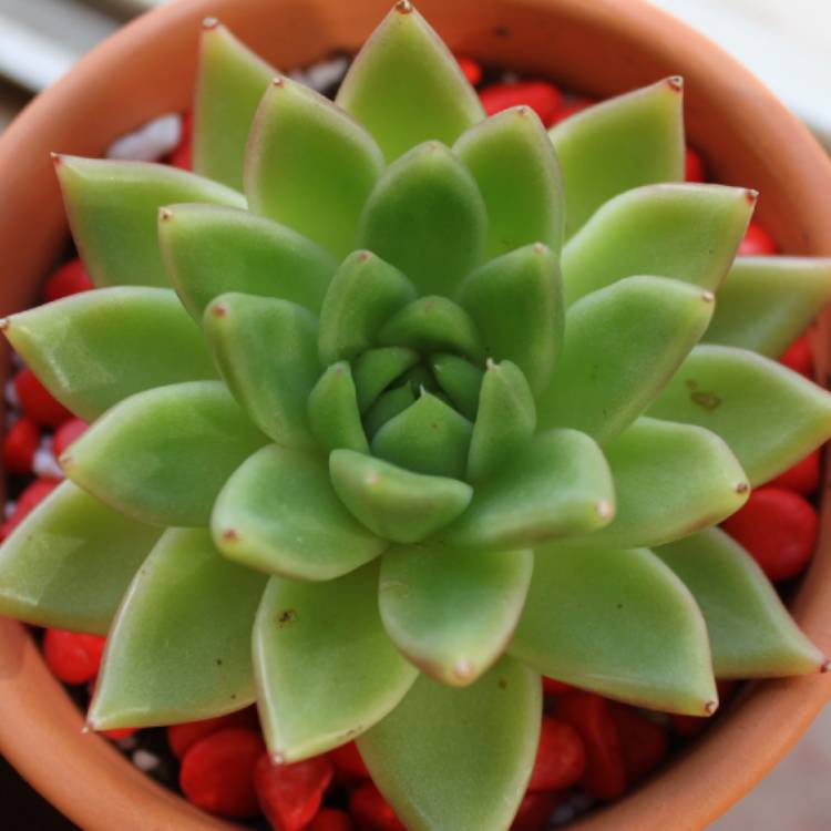 Plant image Echeveria Agavoides Red Tips