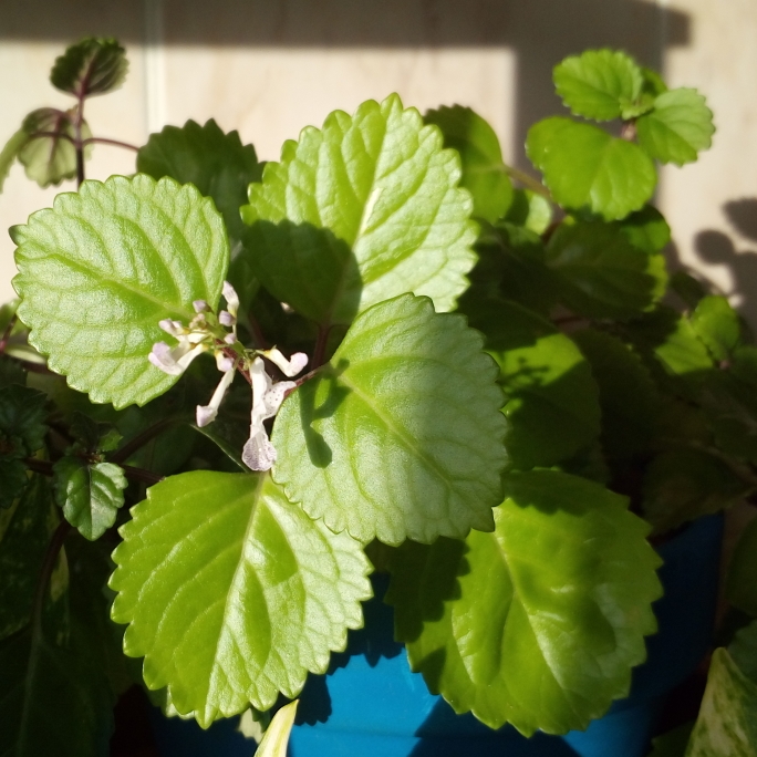 Plant image Plectranthus verticillatus