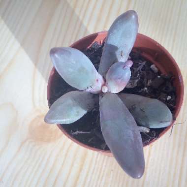 x Pachysedum 'Ganzhou'