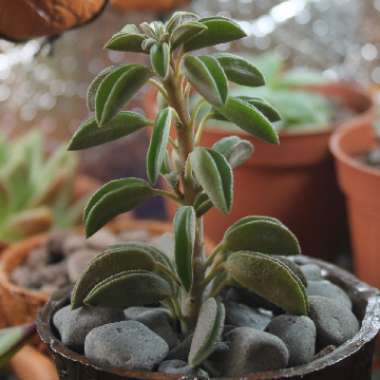 Peperomia asperula