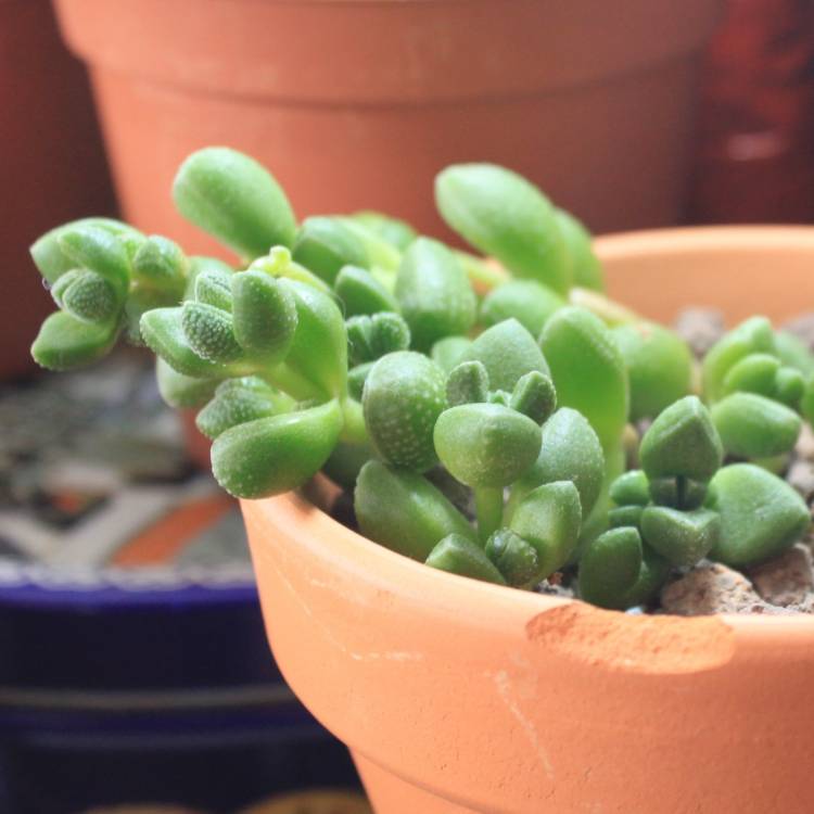 Plant image Crassula elegans