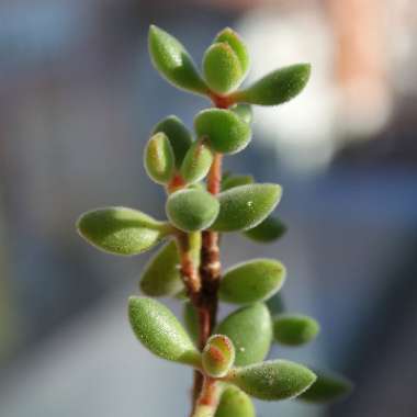 Crassula rogersii