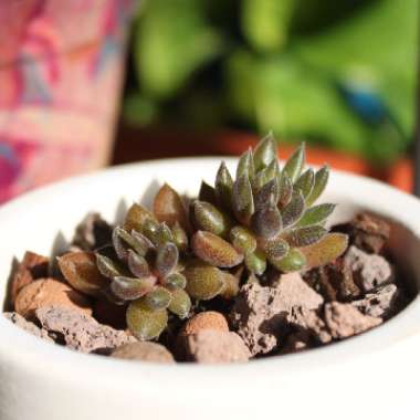 Sinocrassula Yunnanensis