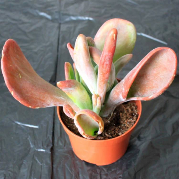 Plant image Kalanchoe Oricula