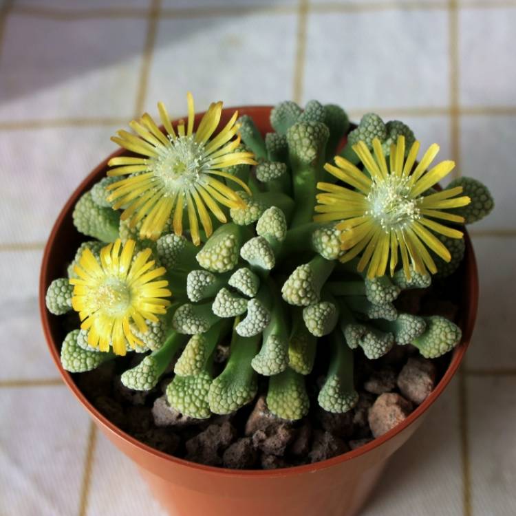 Plant image Titanopsis Primosii