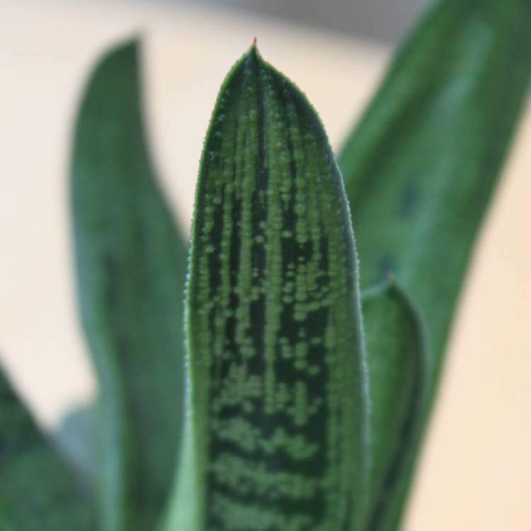 Plant image Gasteria 'Little Warty'