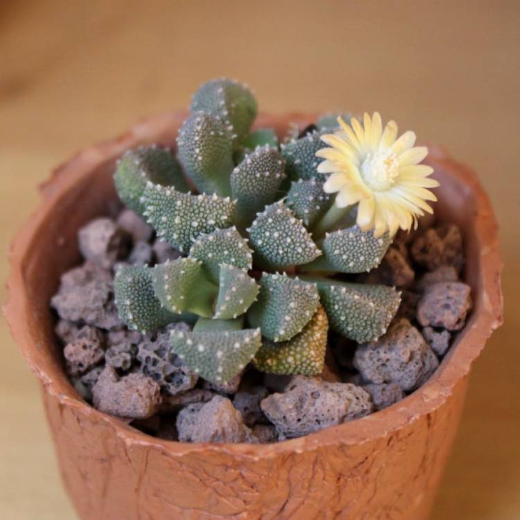 Plant image Aloinopsis luckhoffii