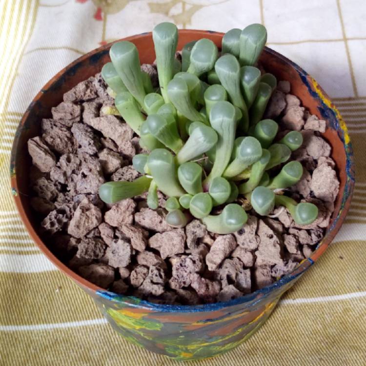 Plant image Fenestraria Rhopalophylla 