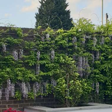 Wisteria floribunda macrobotrys 'Multijuga'