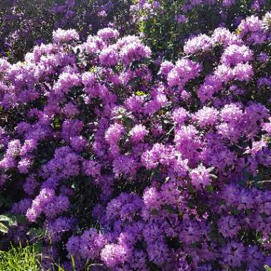 Rhododendron ponticum