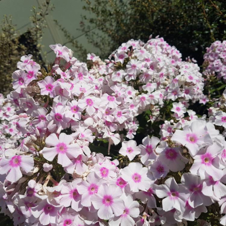 Plant image Phlox paniculata 'Flame White Eye'