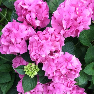 Hydrangea 'Endless Summer'