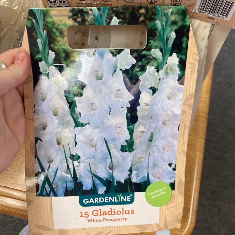 Plant image Gladiolus 'White Prosperity'