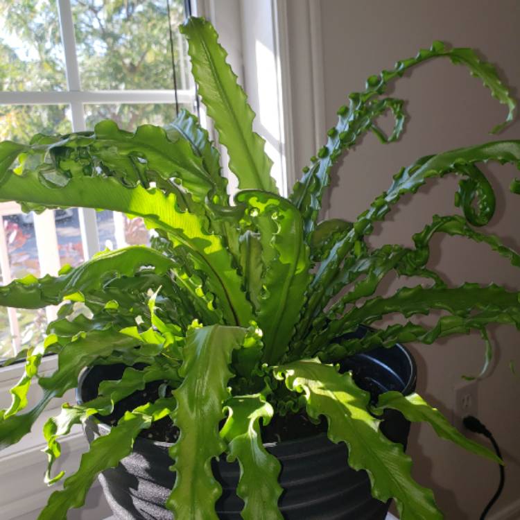 Plant image Asplenium nidus variegated form