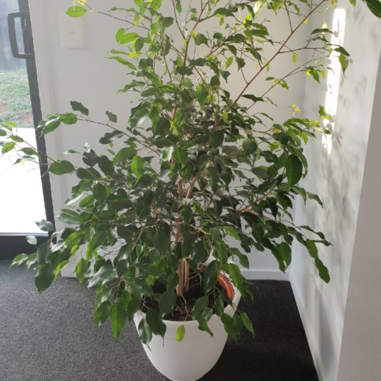 Plant image Ficus benjamina 'Exotica'