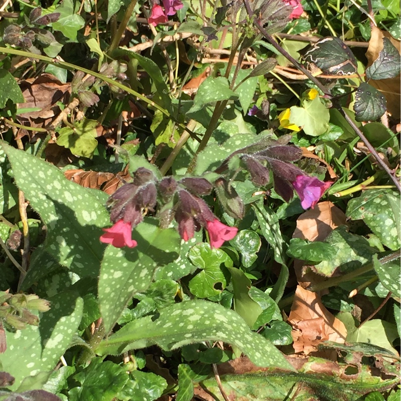 Plant image Pulmonaria saccharata