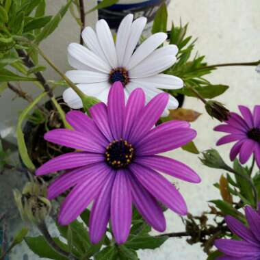 Osteospermum