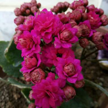 Kalanchoe blossfeldiana Pink Queen