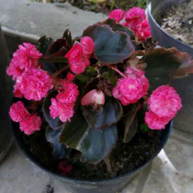 Begonia x hiemalis 'Elatior'