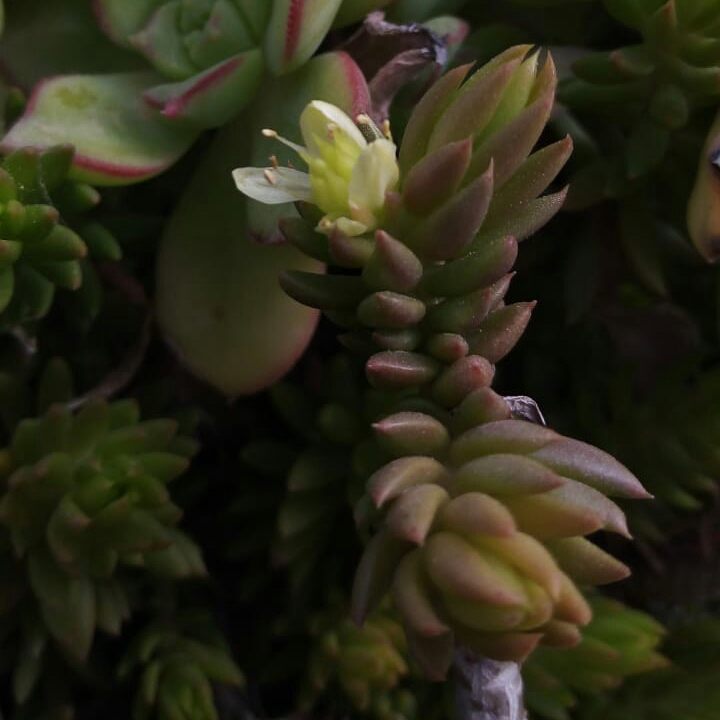 plant image 1477563