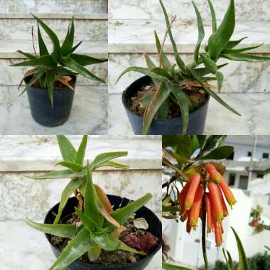 Aloe ciliaris var. tidmarshii