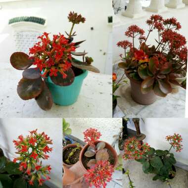 Kalanchoe