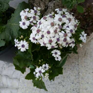 Cineraria cruentus syn Senecio cruentus