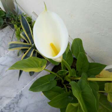 Zantedeschia 'White Giant'