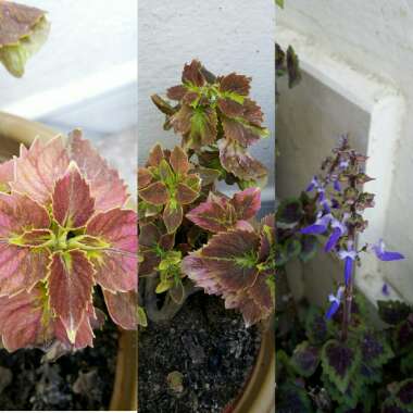 Solenostemon scutellarioides  syn. Plectranthus scutellarioides, Coleus scutellarioides, Coleus blumei