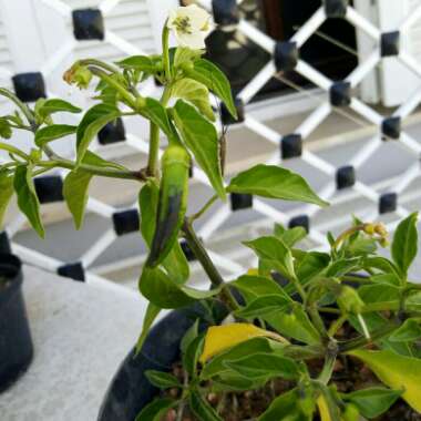 Capsicum Annuum 'Serrano'