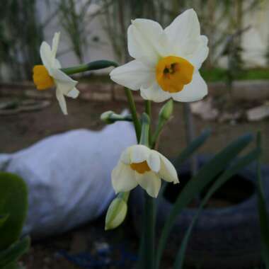 Narcissus 'Minnow'