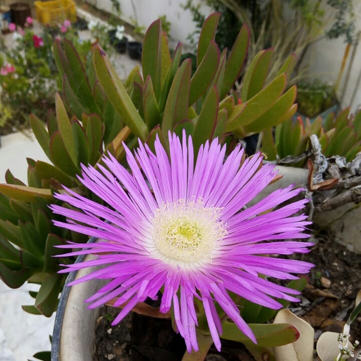 Plant image Carpobrotus edulis