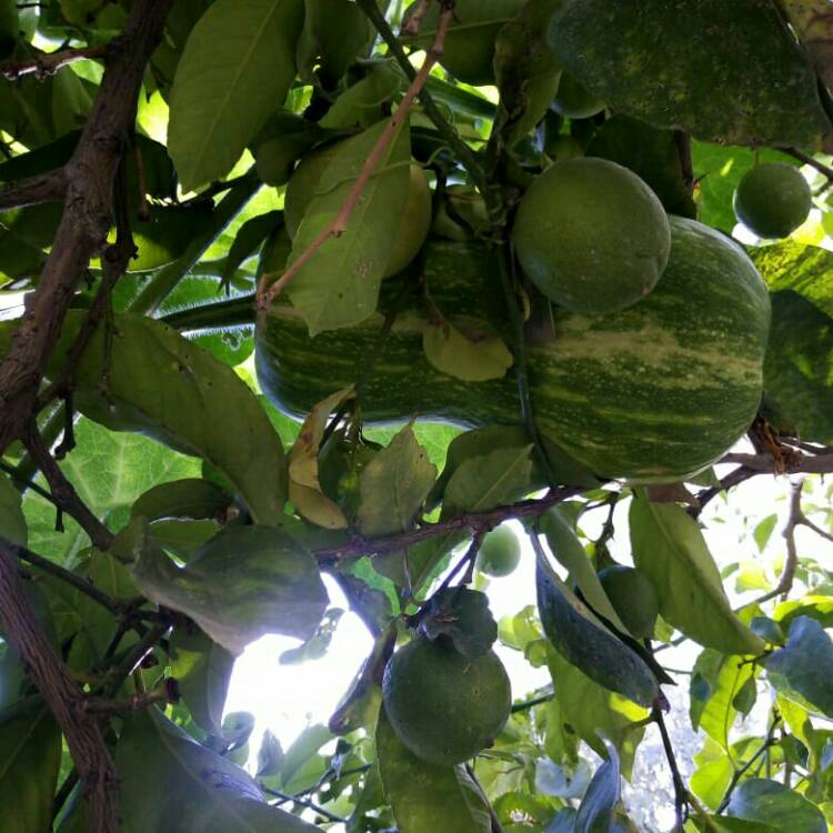 Plant image Cucurbita Pepo L. 