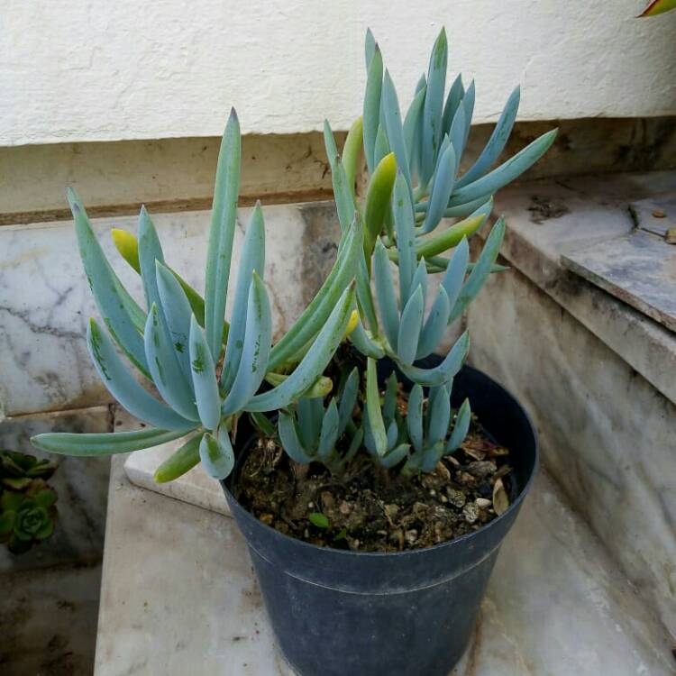 plant image 1518989