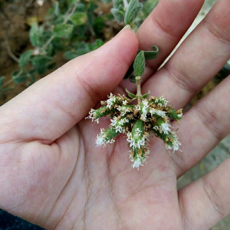 Plant image Origanum onites