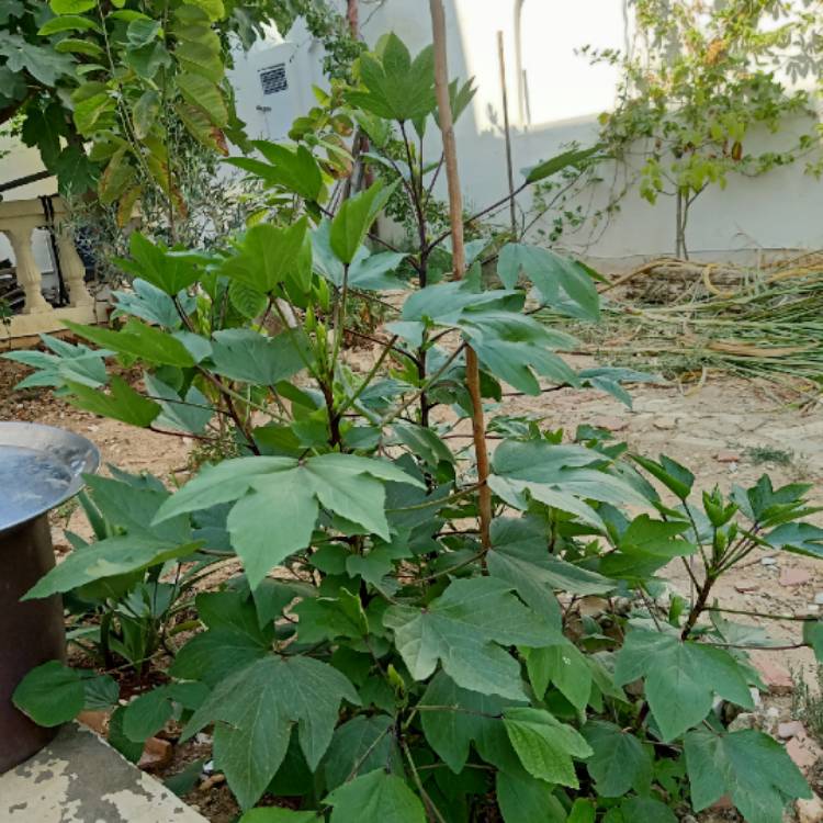 Plant image Hibiscus sabdariffa