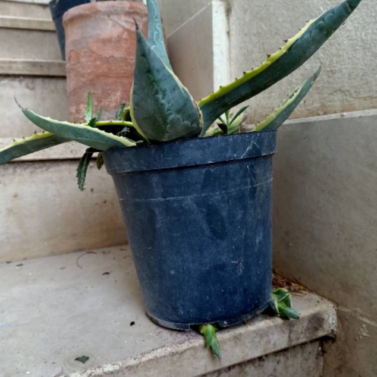 Plant image Agave guiengola 'Creme Brule'