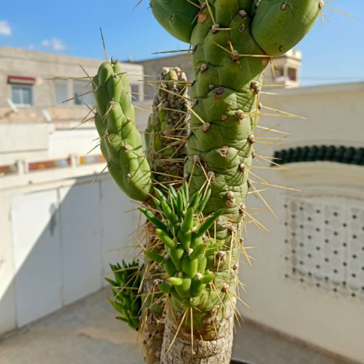 Plant image Austrocylindropuntia cylindrica syn. Opuntia cylindrica