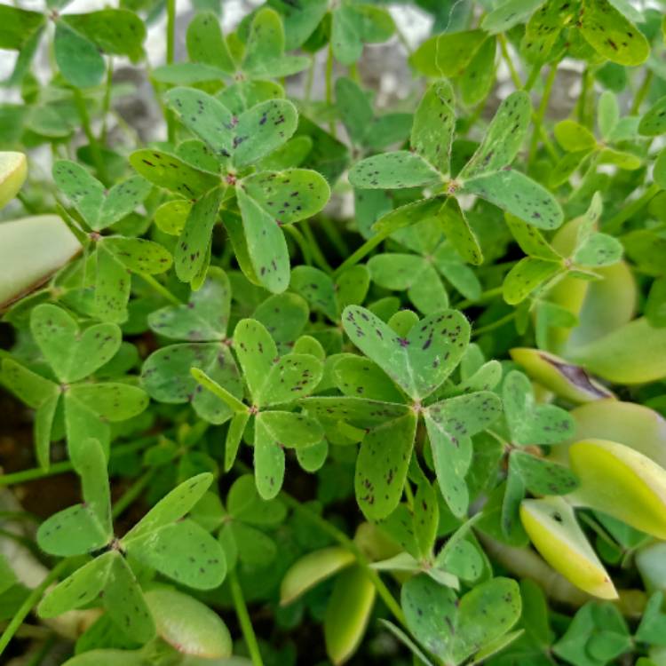 Plant image Oxalis Pes-Caprae