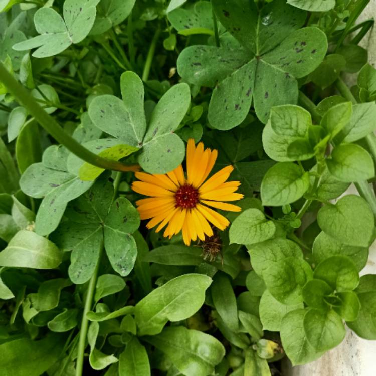 Plant image Calendula officinalis 'Gold Star'