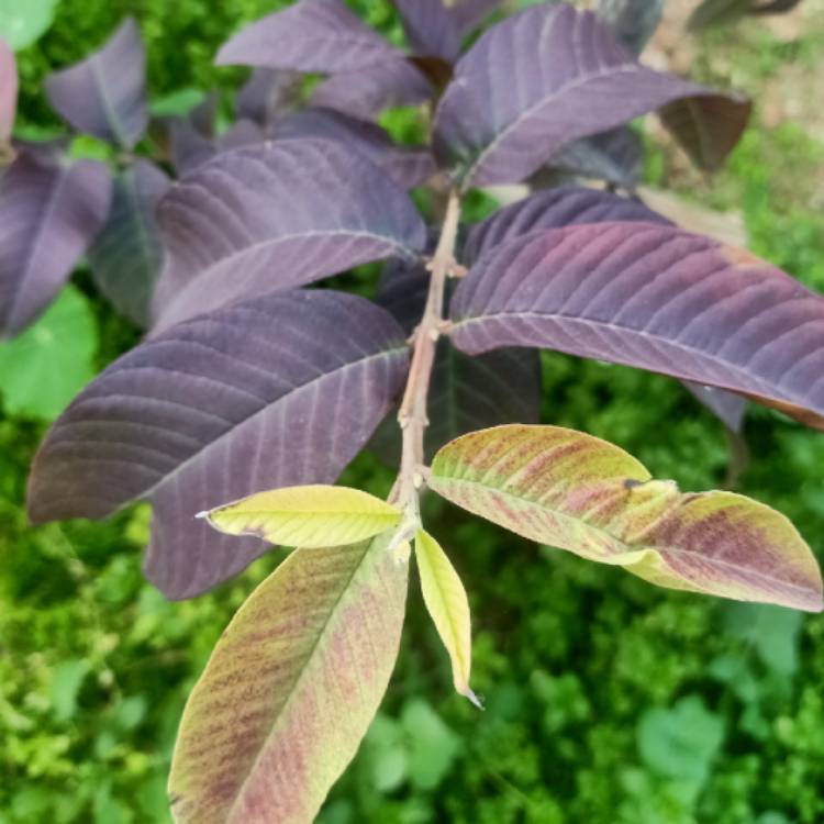 Plant image Psidium Guajava