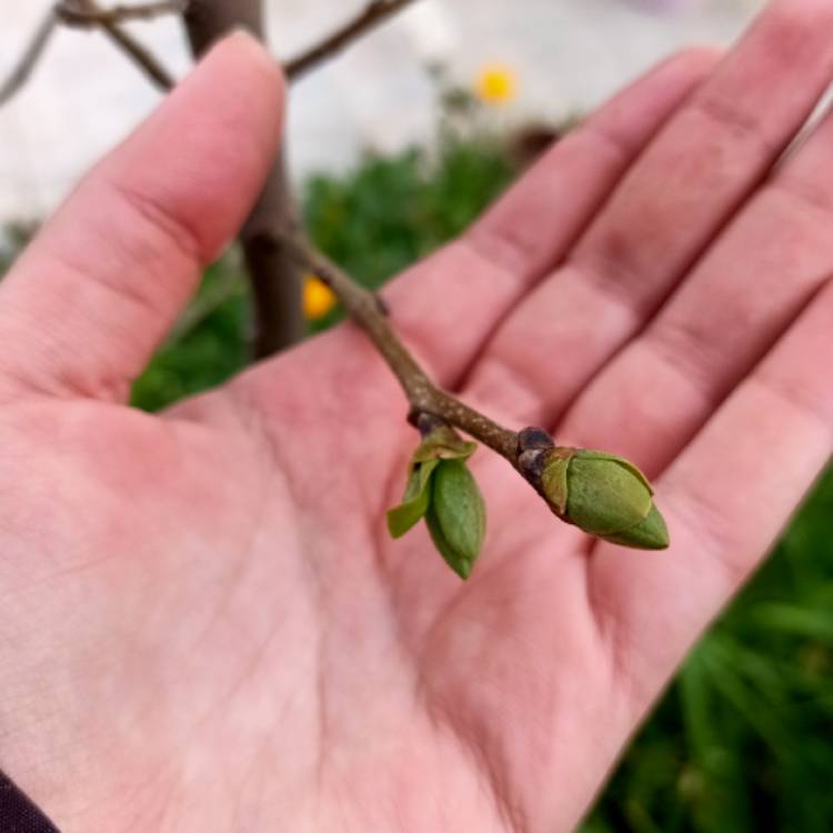 Plant image Diospyros kaki syn. Diospyros chinensis