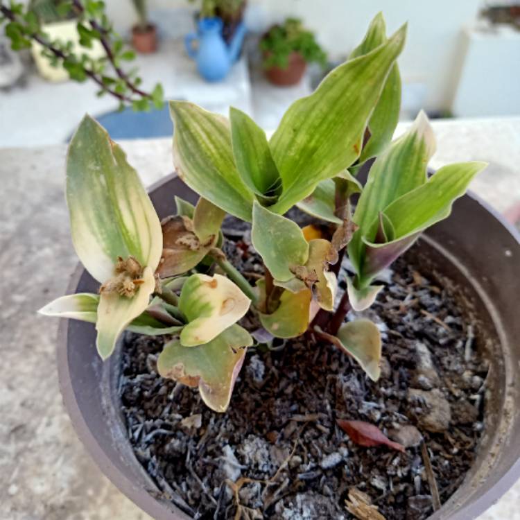 Plant image Tradescantia cerinthoides syn. Tradescantia blossfeldiana, Tradescantia 'Red Hill'