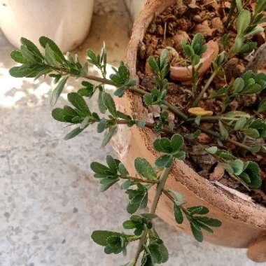 Portulaca oleracea