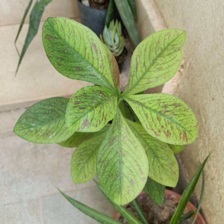 Plant image Euphorbia umbellata syn. Synadenium grantii