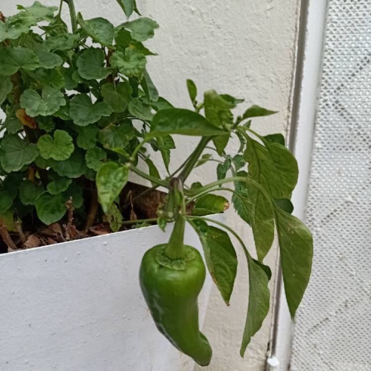 Plant image Capsicum Annuum 'Serrano'