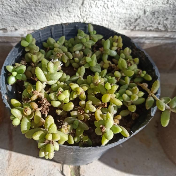 Plant image Sedum Hintonii