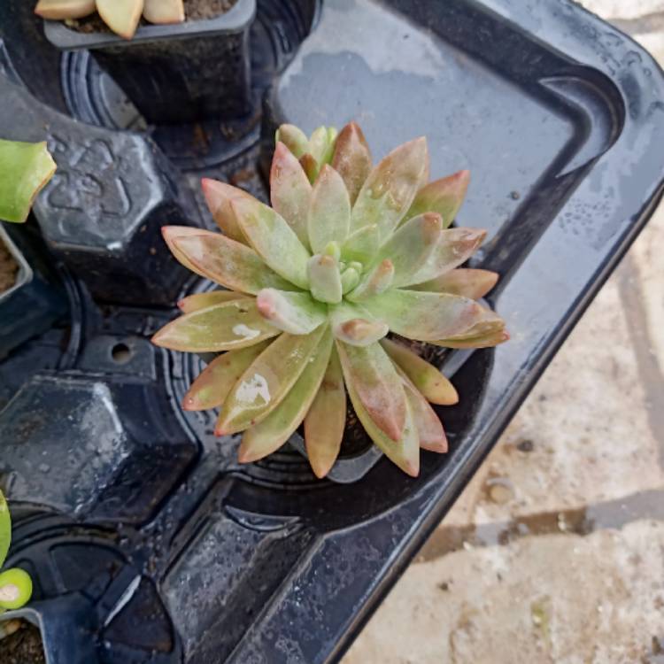 Plant image Dudleya greenei 